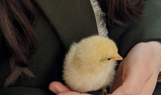 関東 ヒヨコとふれあうなら で決まり 周辺のおすすめスポットも紹介 デートちゃん